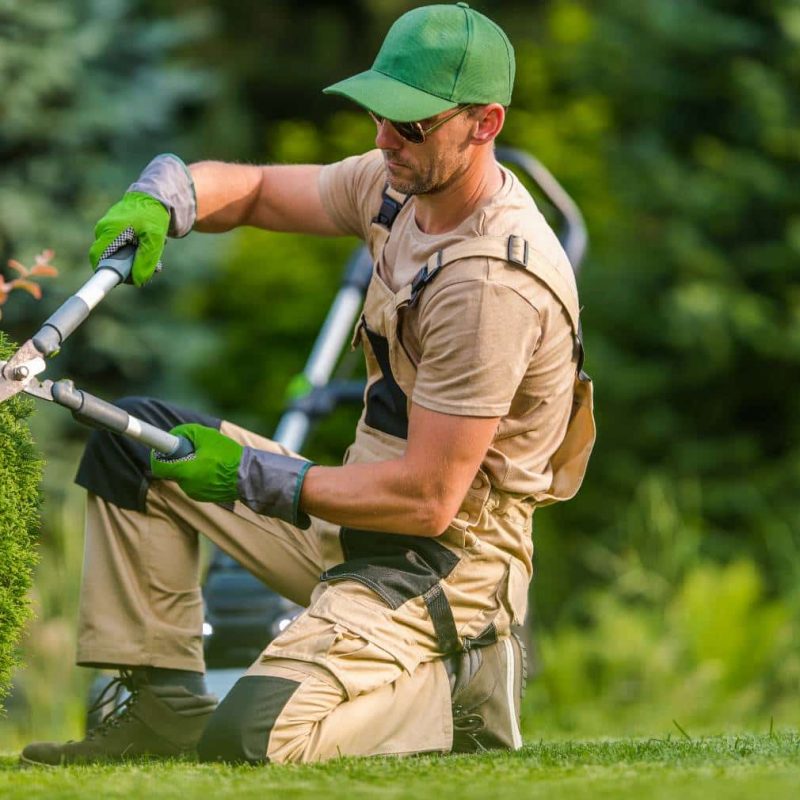 Caucasian Professional Gardener in His 40s Wearing Sunglasses Trimming Plants Using Pro Scissors. Garden Maintenance Job.